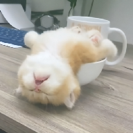 WWW,236ff·COM网站APP